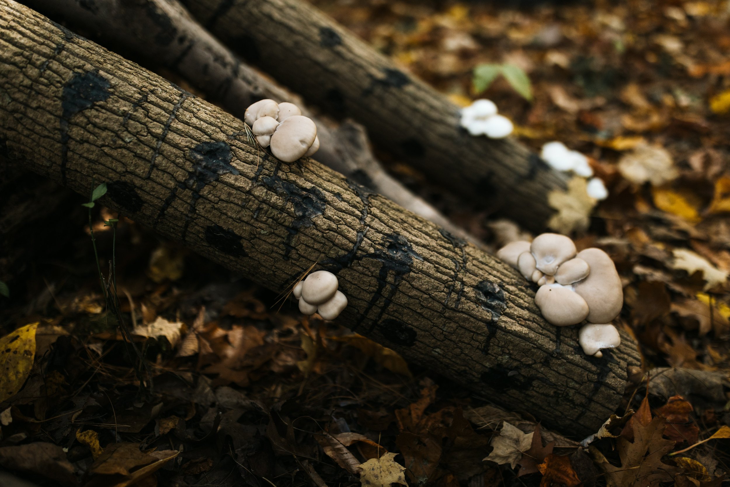 MUSHROOM CULTIVATION