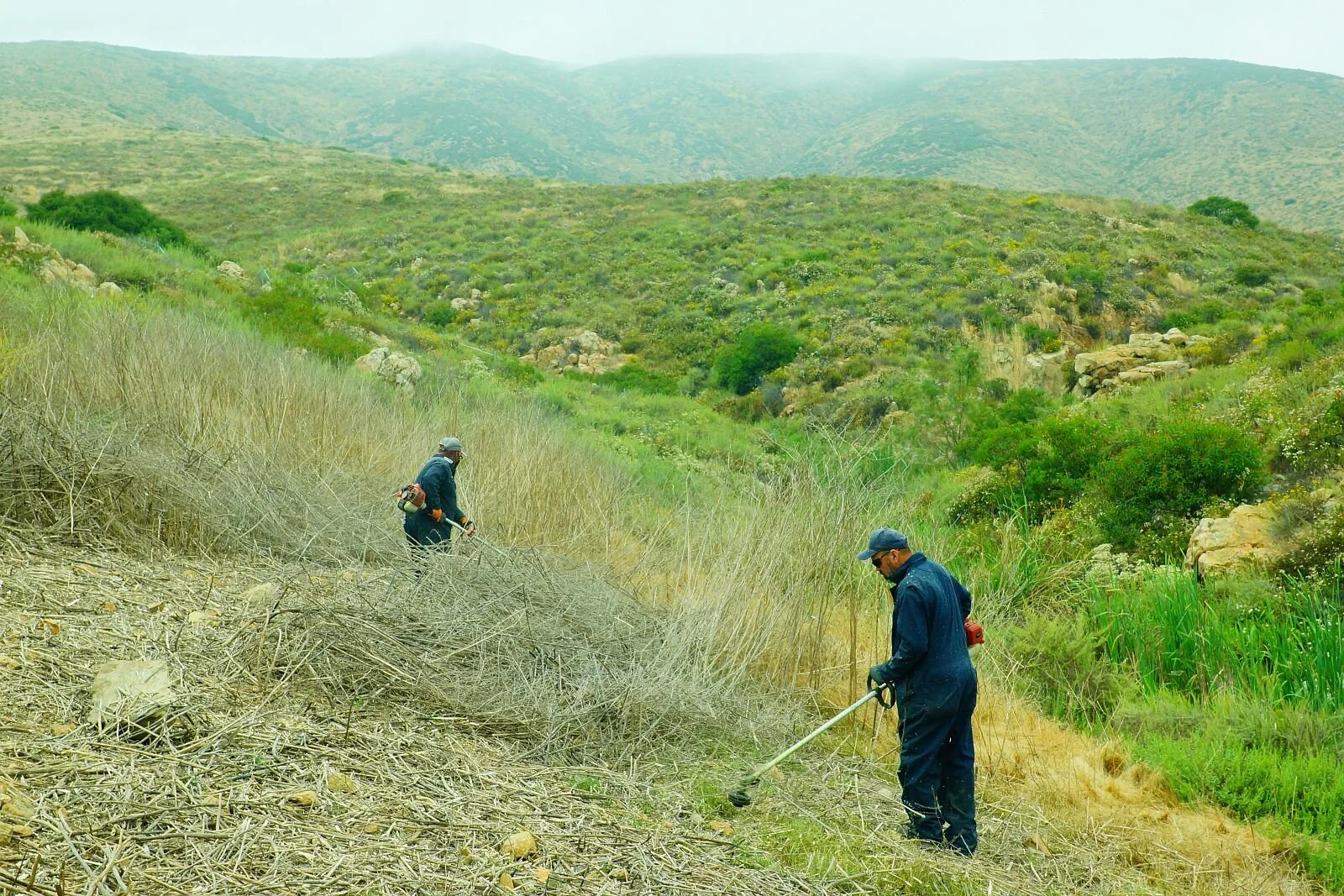 Two people trimming tall grass in a hilly area with greenery.