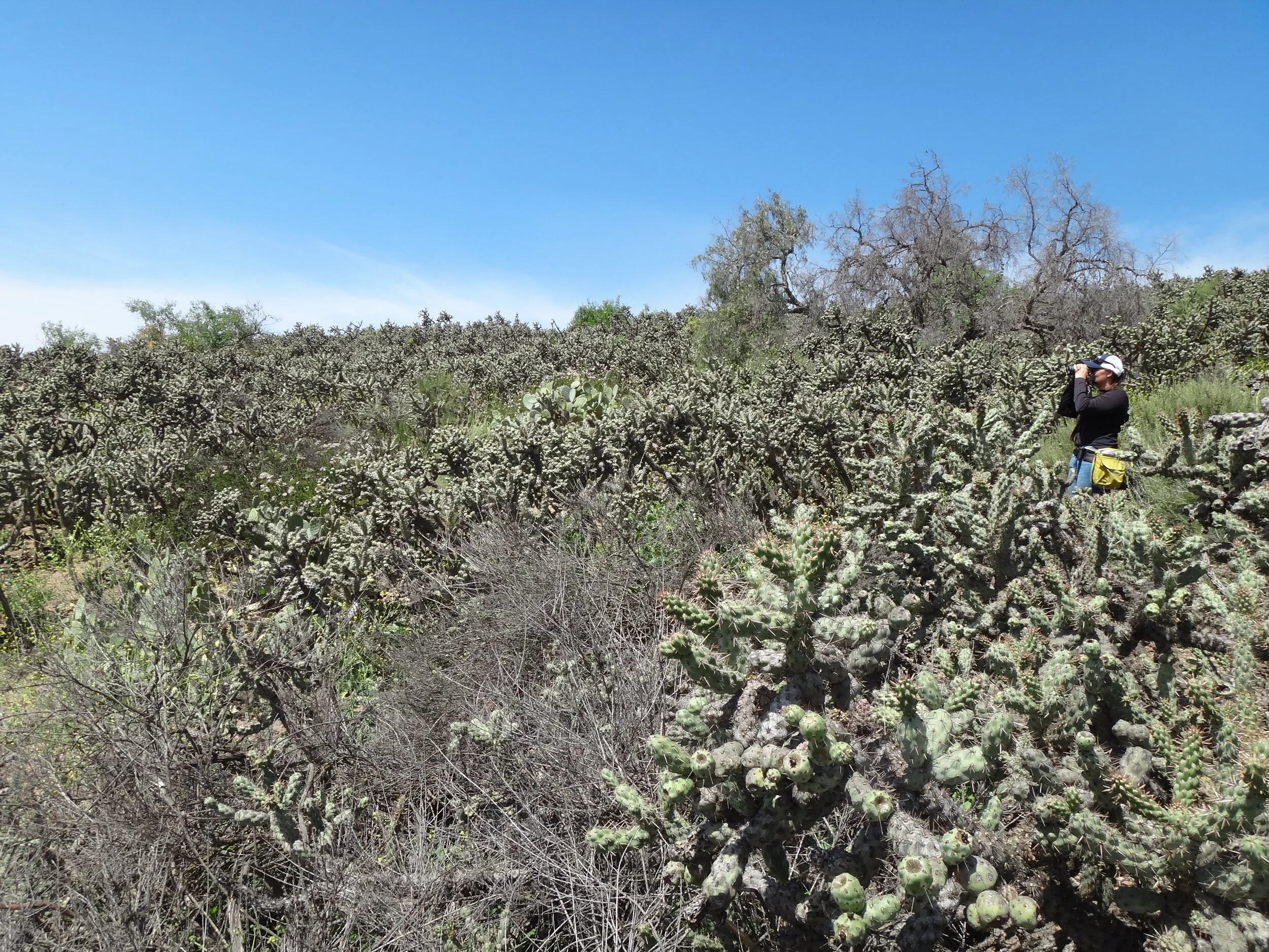 Coastal Cactus Wren Survey