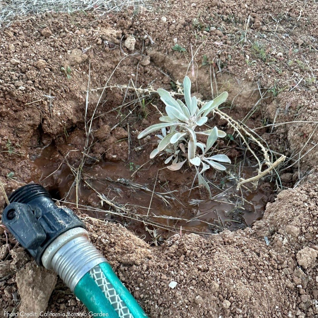 @reconenv is honored to be one of the team members working with @californiabotanicgarden to restore OHV trails in the Angeles National Forest.