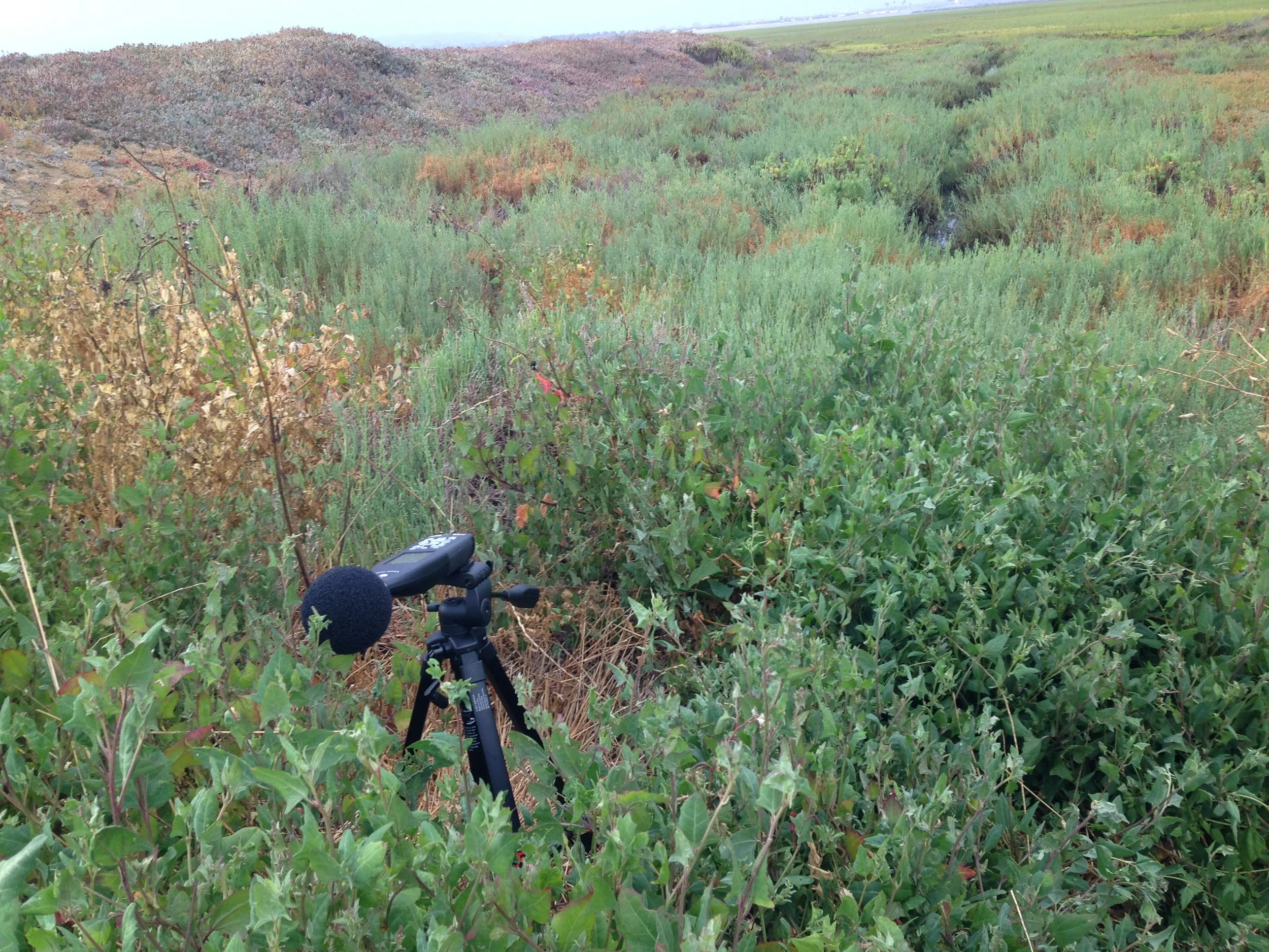 A trail camera mounted on a tripod in a green, bushy field with shrubs and grasses, overlooking a small water stream.