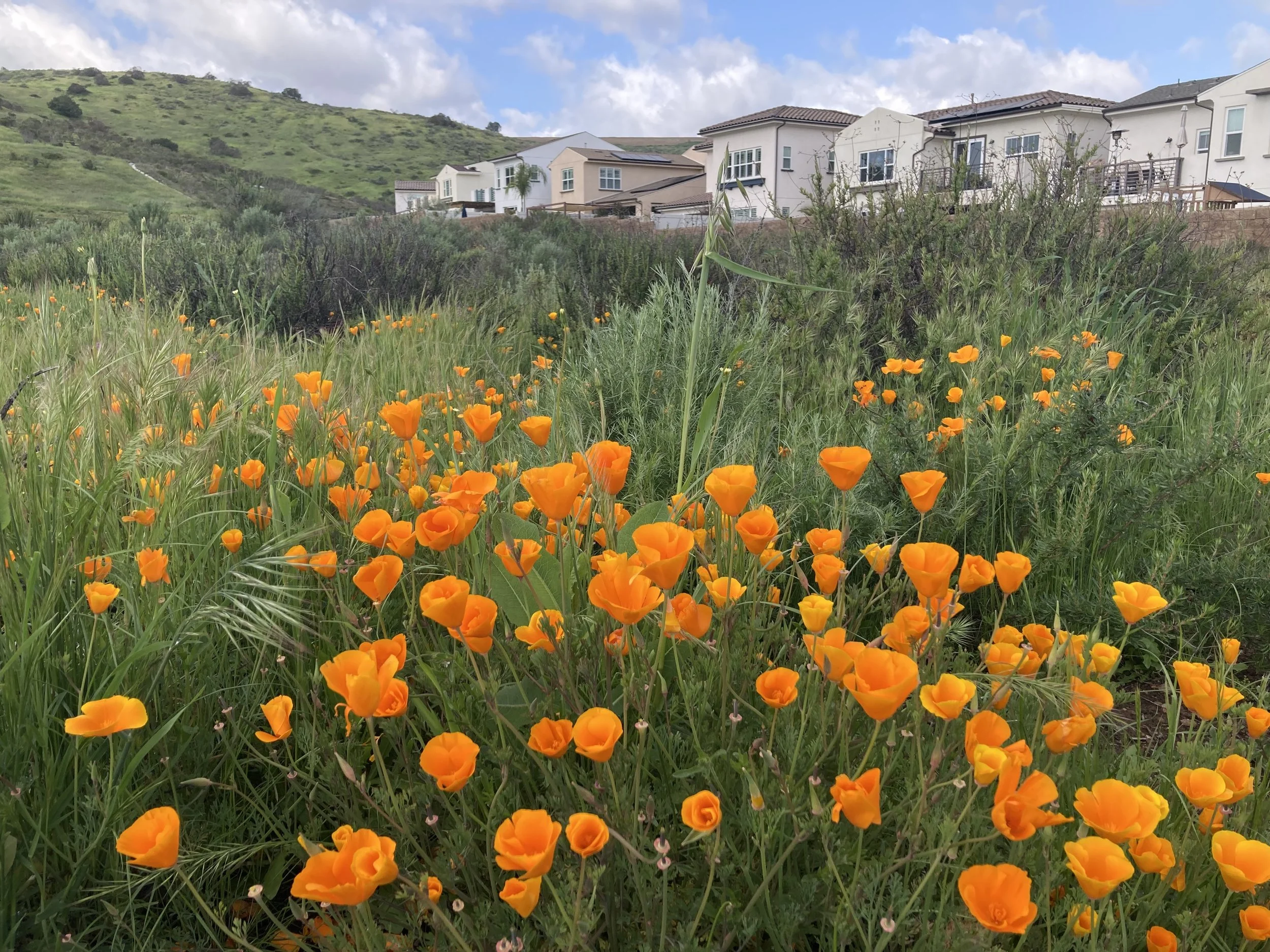 Field of orange poppies in front of modern white houses on a hillside with green grass and a cloudy sky.