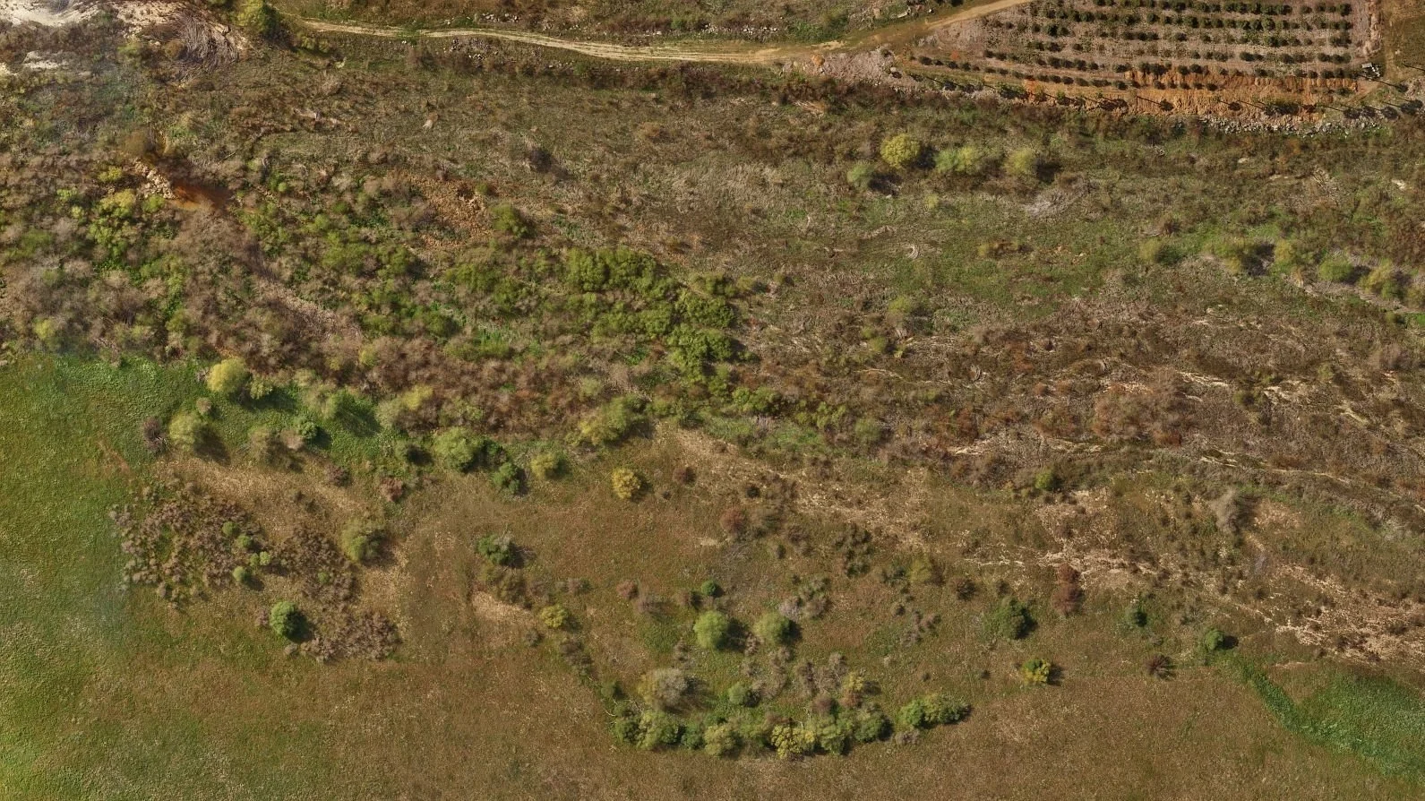 Aerial view of a natural landscape with grassy areas, shrubs, and scattered trees.