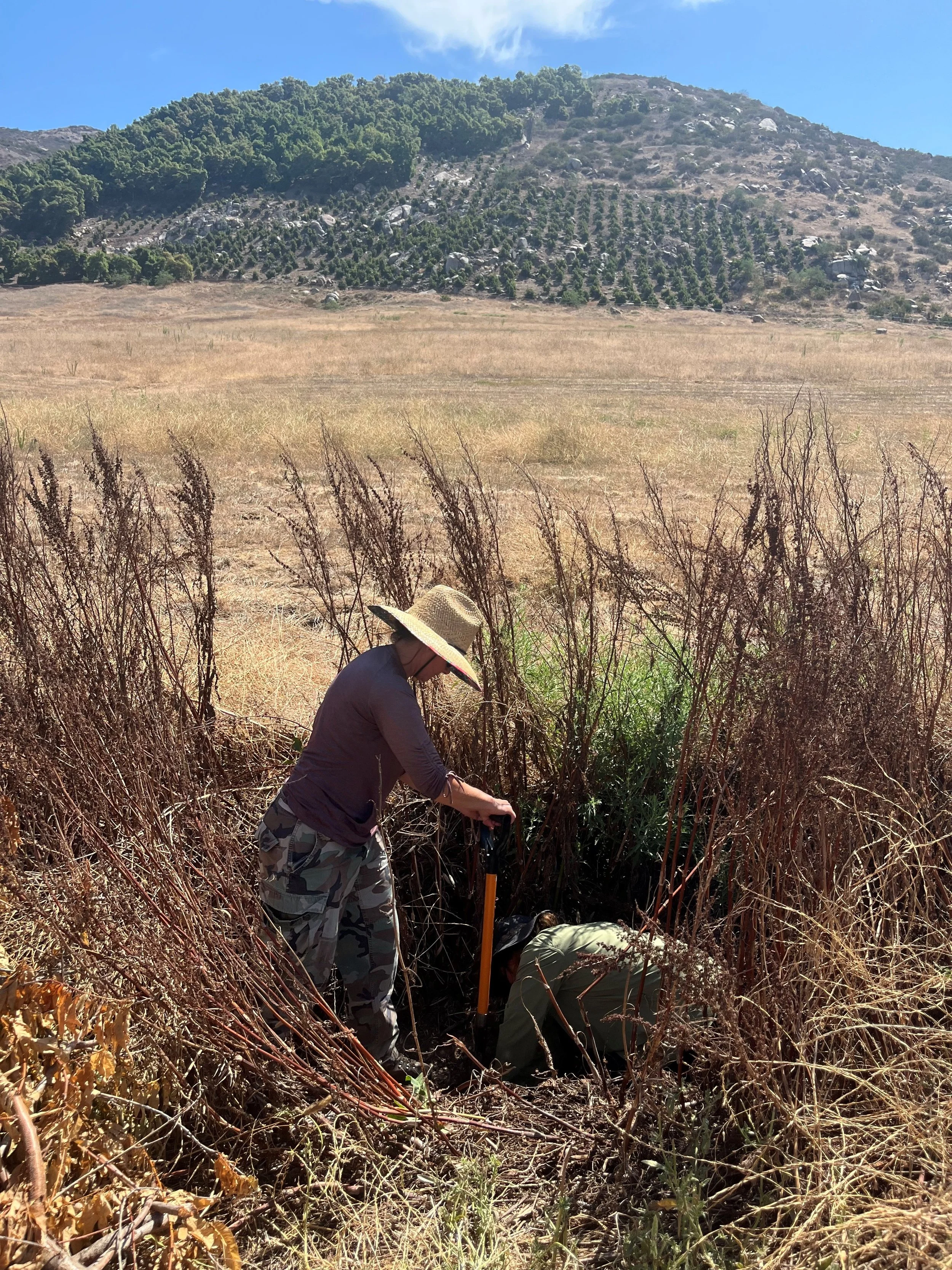 Two people working in a dry, brown field surrounded by tall grass and shrubs, with a mountain and blue sky in the background.