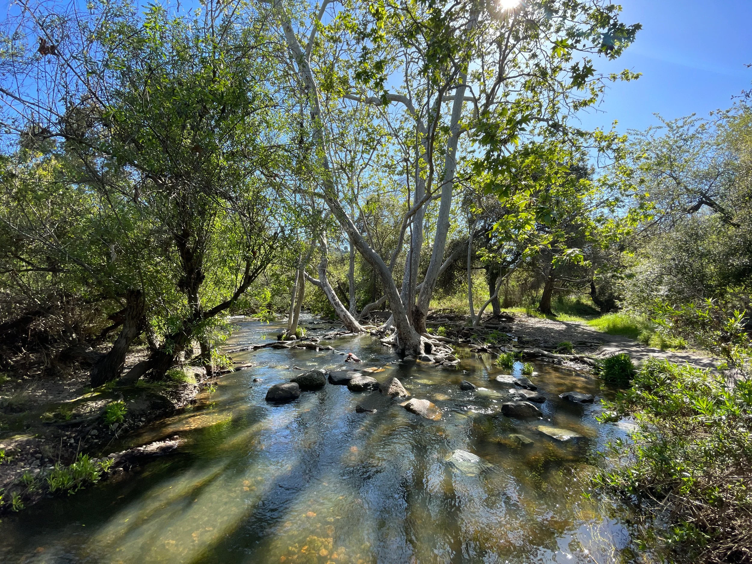A serene creek flowing through a lush green forest on a sunny day with a clear blue sky.