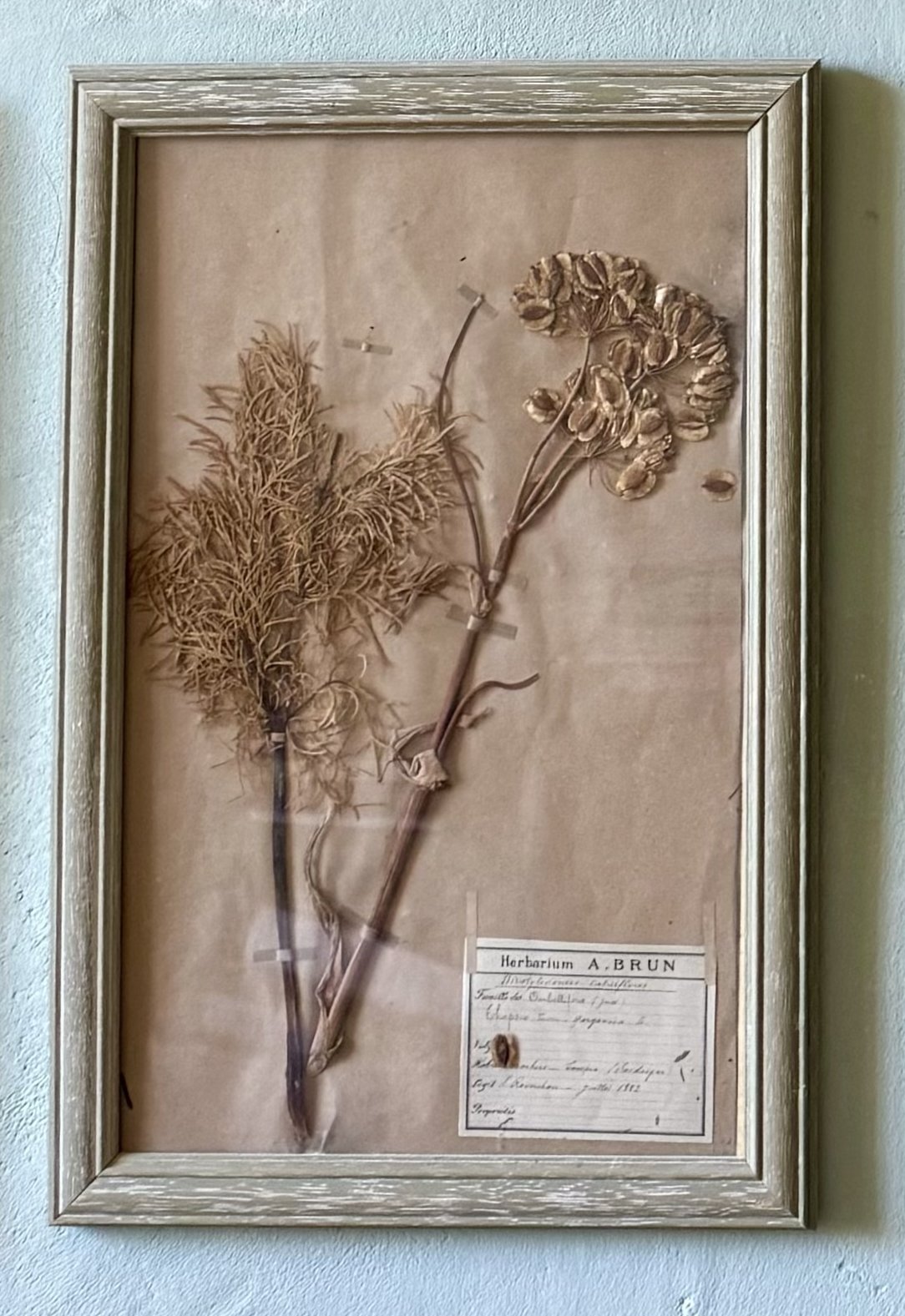 herbarium set 1:2.jpg