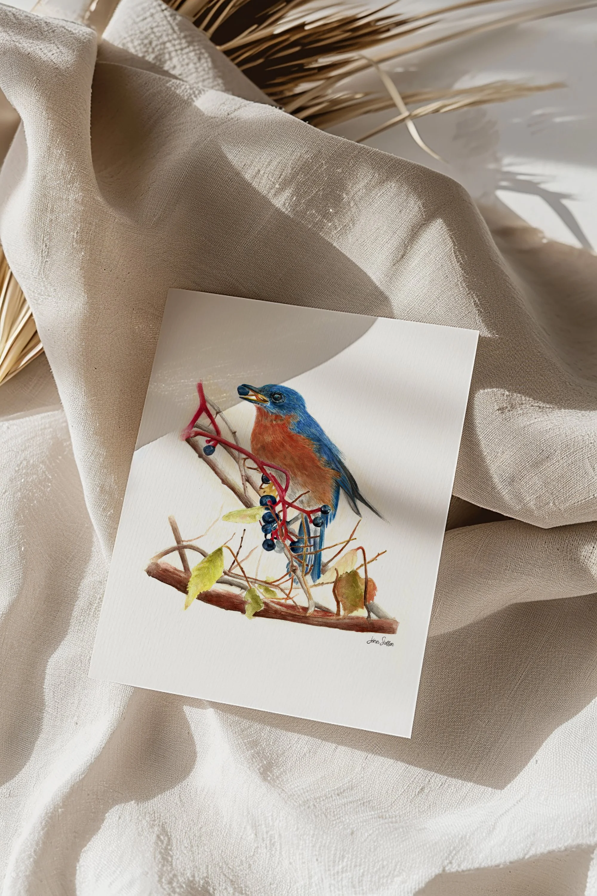 Eastern Bluebird With Berries Unframed Art Print