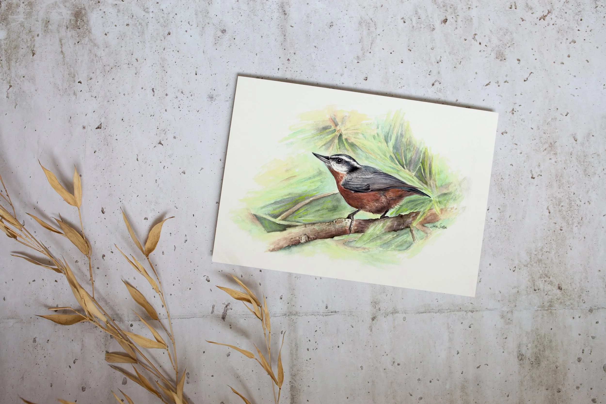 JennSteffenArt_RedBreastedNuthatch_Mockup_unframed_print.jpg