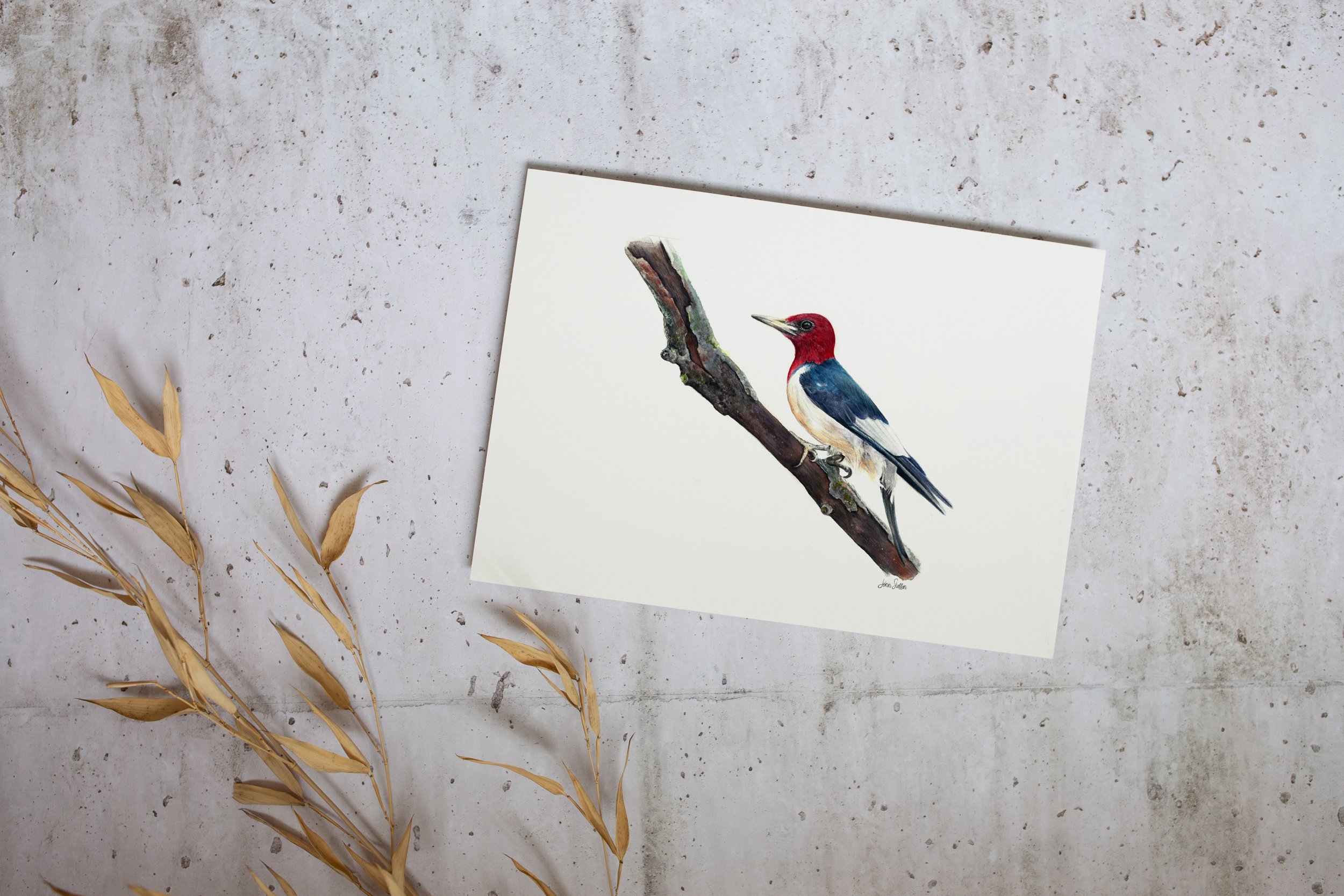 JennSteffenArt_RedHeadedWoodpecke_Mockup_unframed_print.jpg