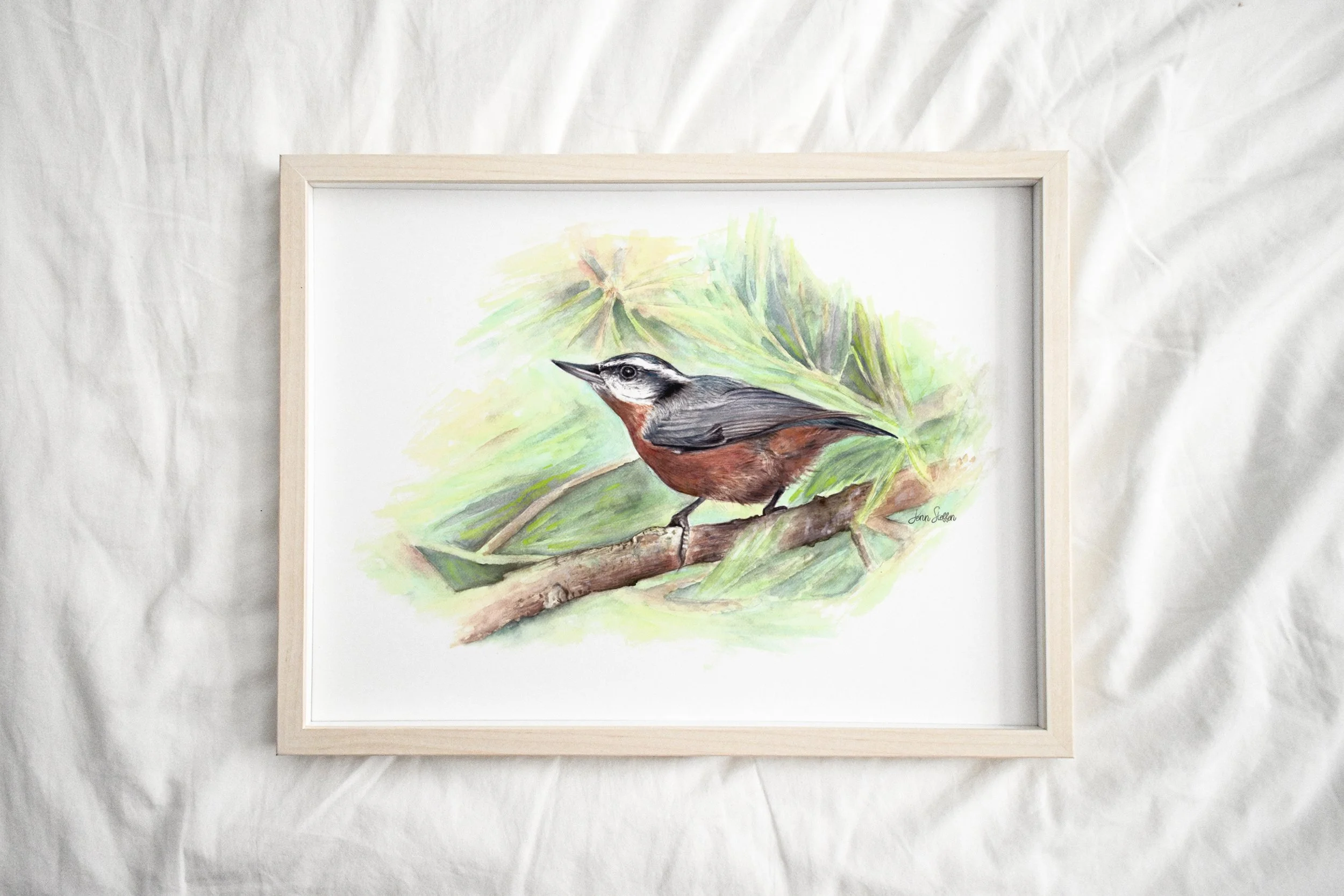 JennSteffenArt_RedBreastedNuthatch_LightFrame.jpg