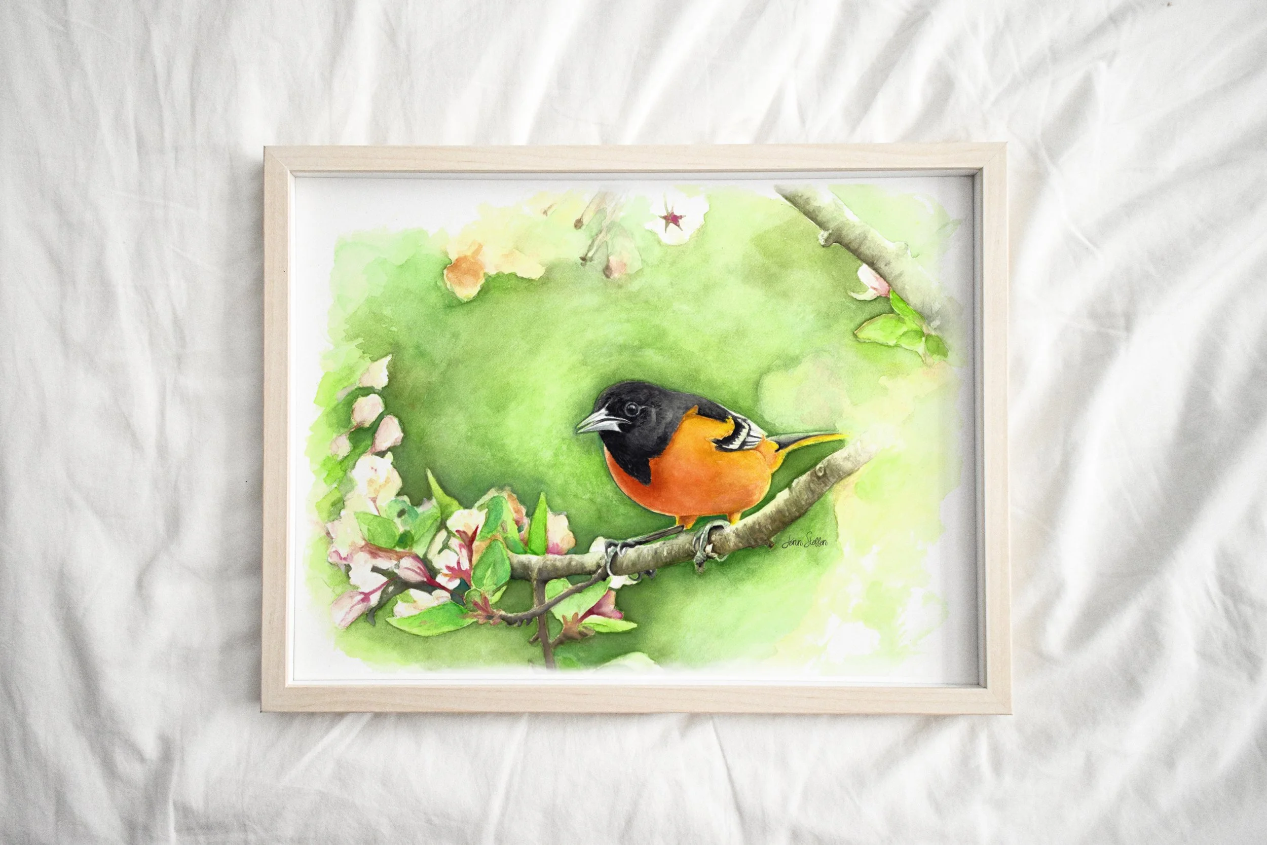 BaltimoreOriole_LightFrame.jpg