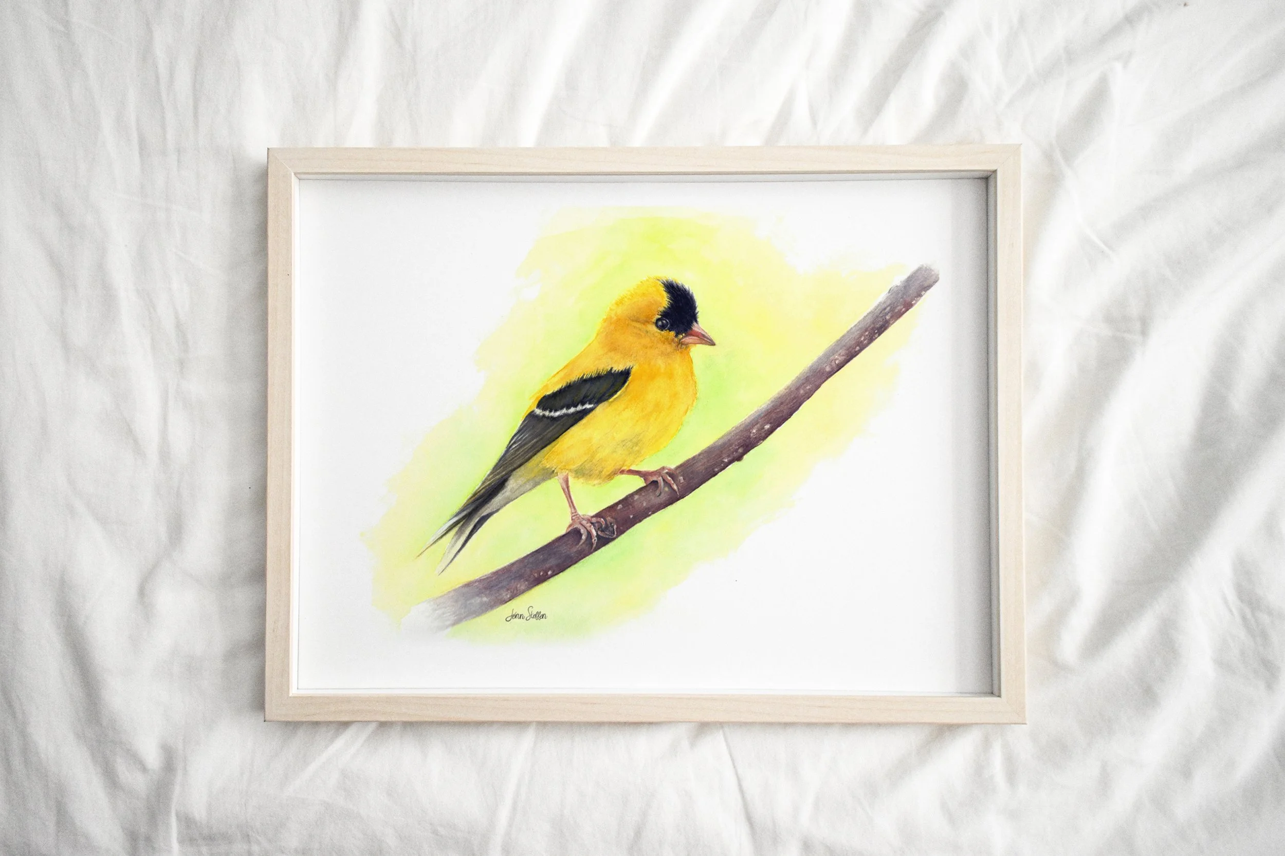 JennSteffenArt_AmericanGoldfinch2_LightFrame.jpg