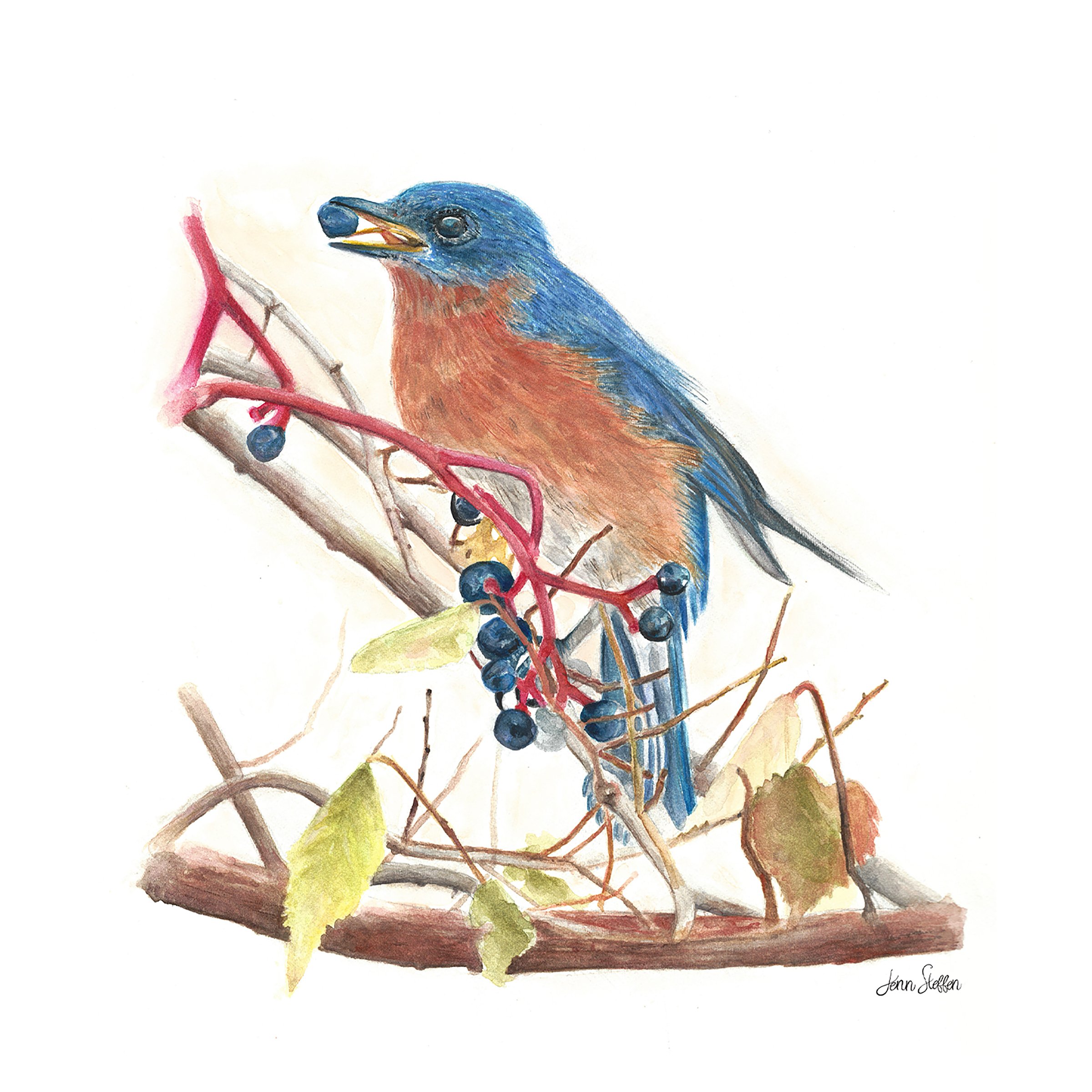 Bluebird Berries_JennSteffenArt©.jpg