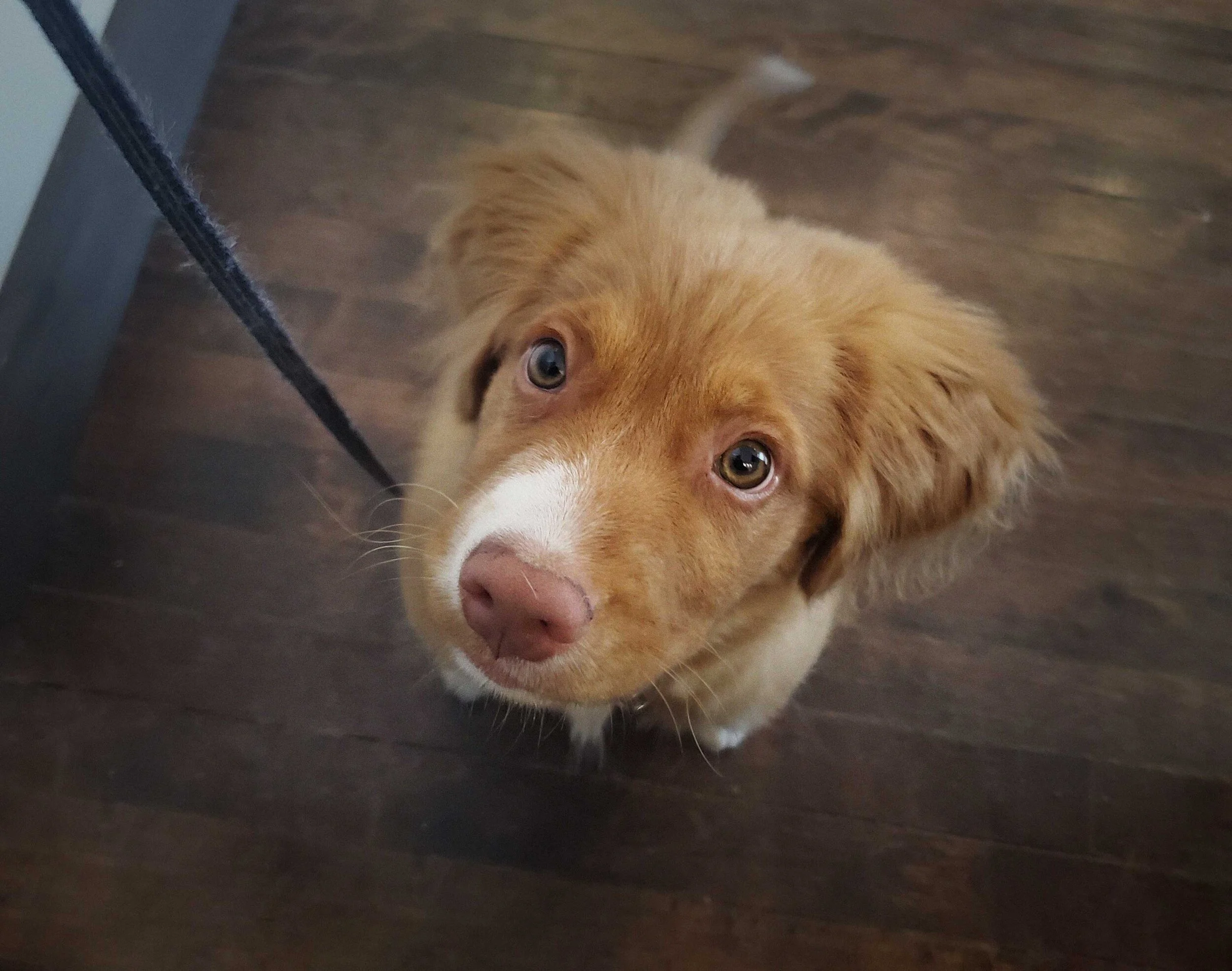Contact PointeClaire — Gilmour Veterinary Services
