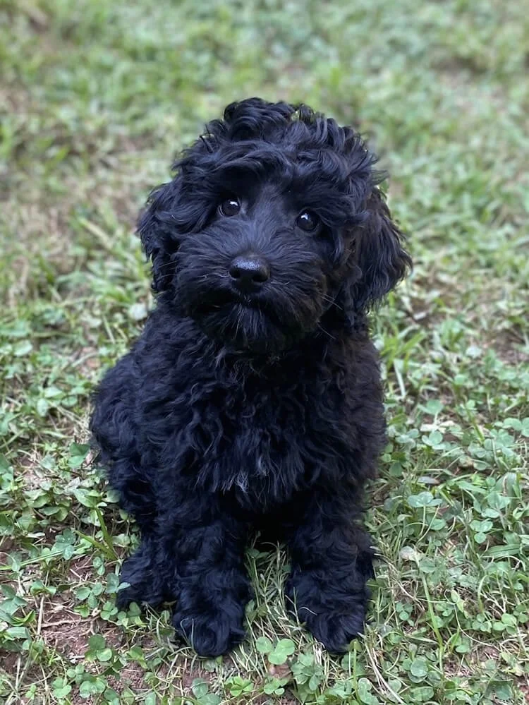 Available miniature ALD puppies