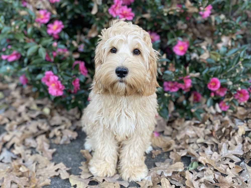 Princess (purple girl) - AVAILABLE