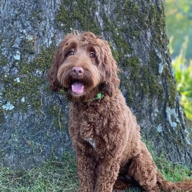 Gilly, a medium Australian Labradoodle