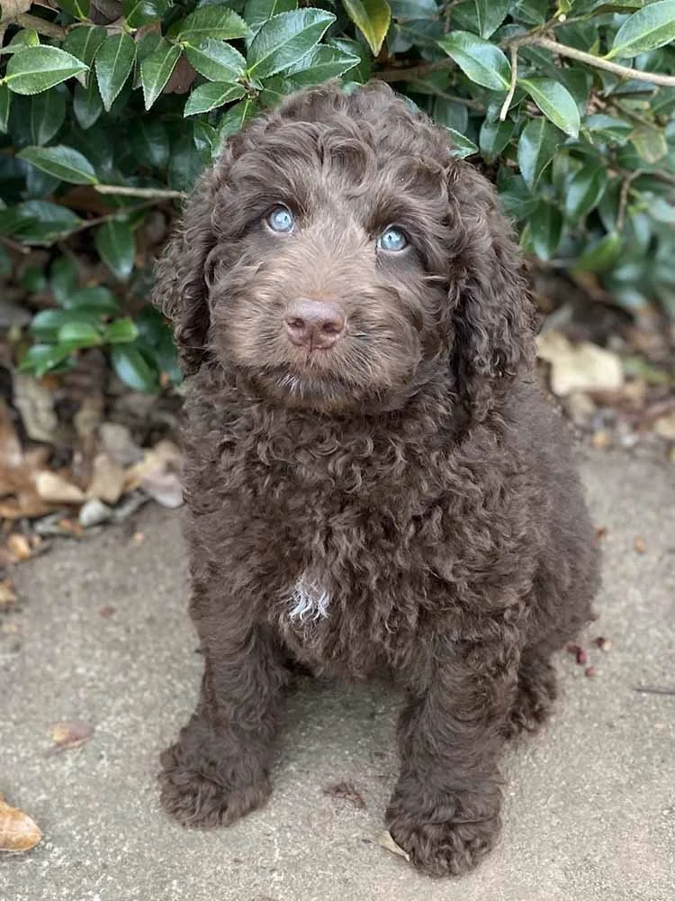 Kirby (Gold Boy) - going to live with his forever family in Suwanee, GA