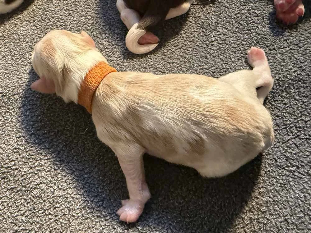 Orange Boy (caramel & white parti)