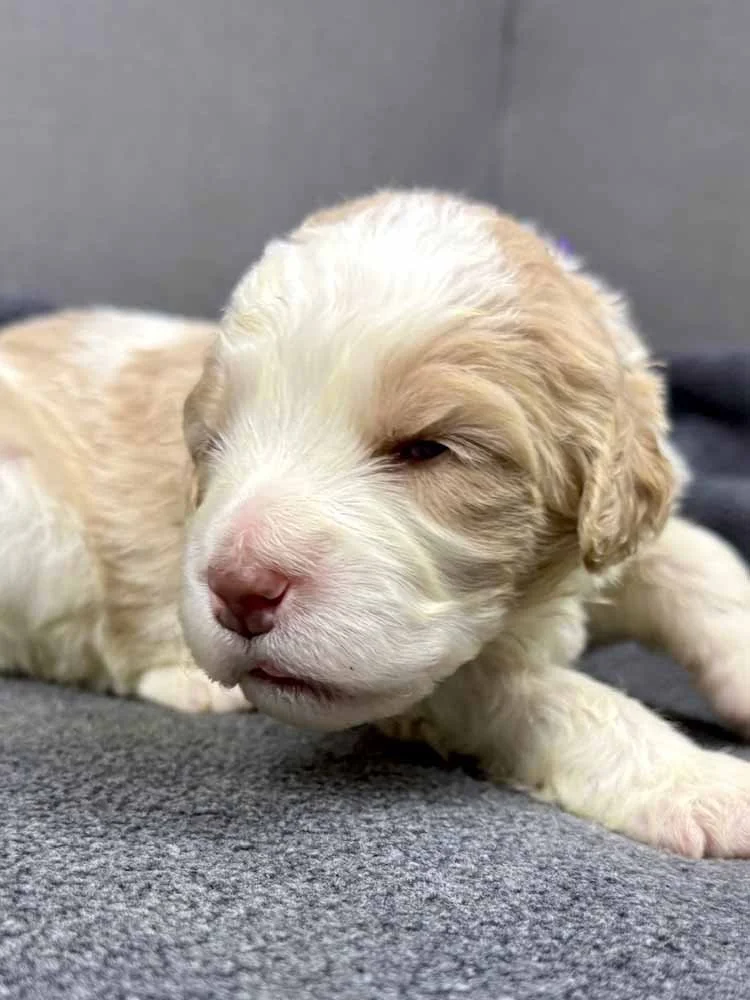 Purple Girl (caramel and white parti)