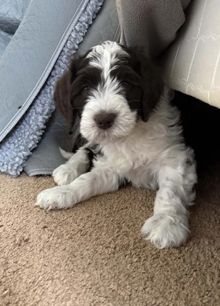 Sapphire "Phira" (chocolate and white parti girl - red collar)