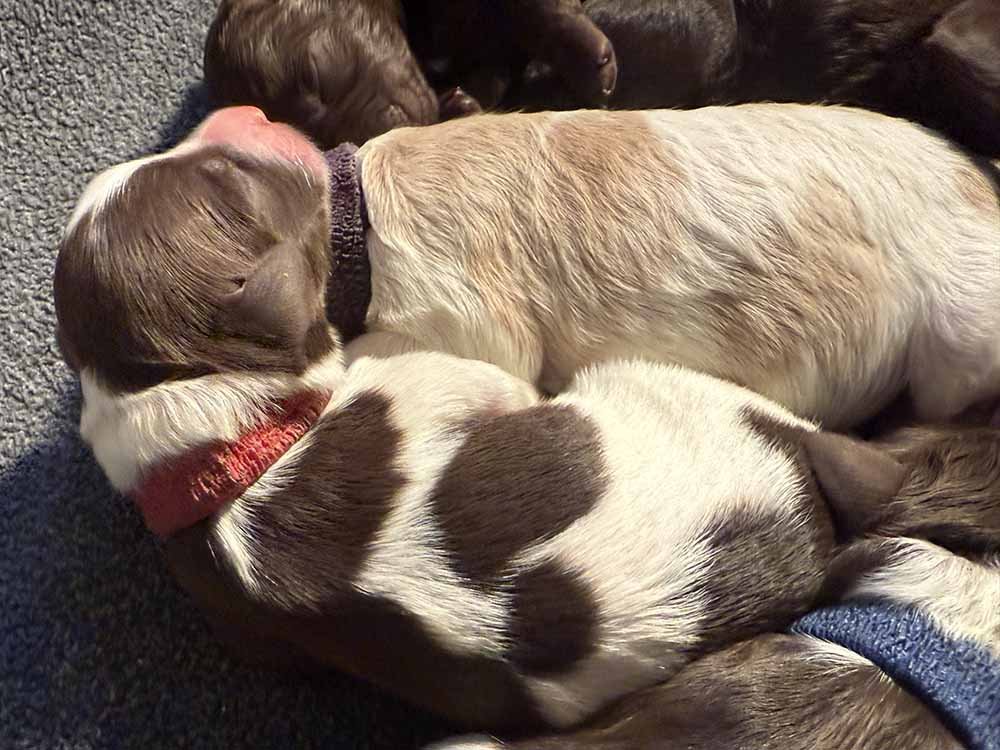 Red Girl (chocolate & white parti)