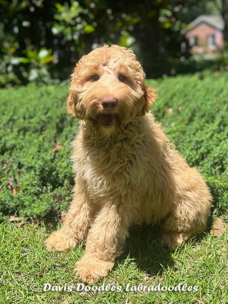 "Ike" (Blue Collar Boy) - AVAILABLE