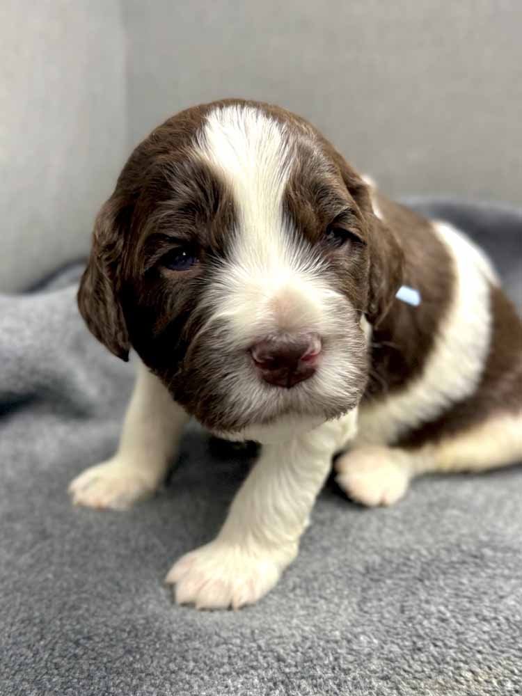 Blue Boy (chocolate and white parti)