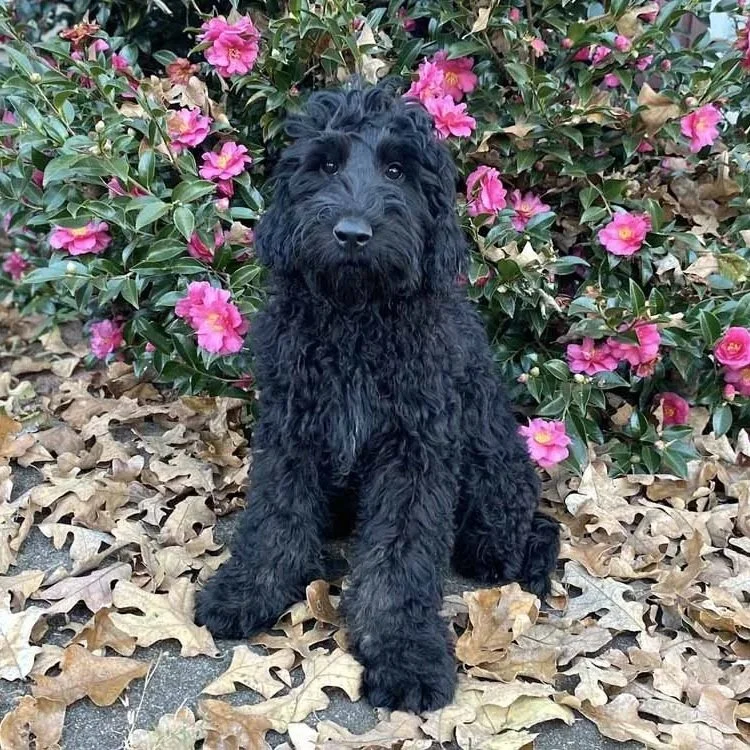 Australian Labradoodle Puppies