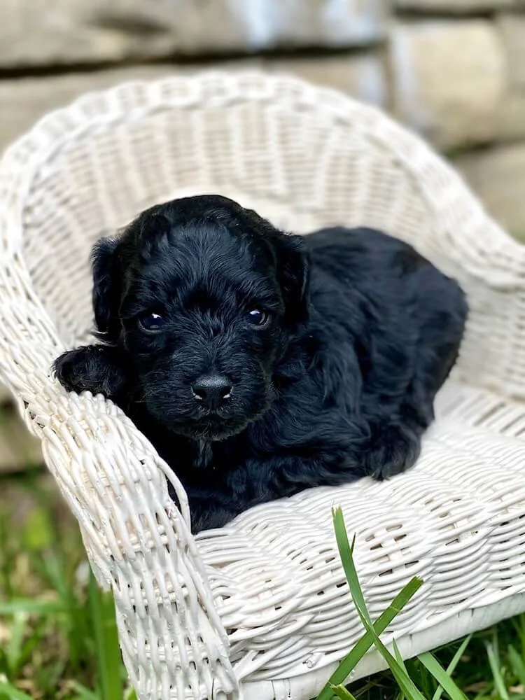 "Hershey" Red Boy (black coat)