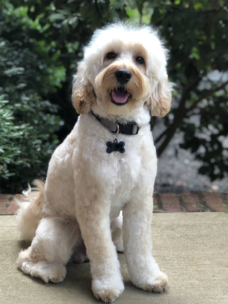 Australian Labradoodles Male Breeders — Davis Doodles