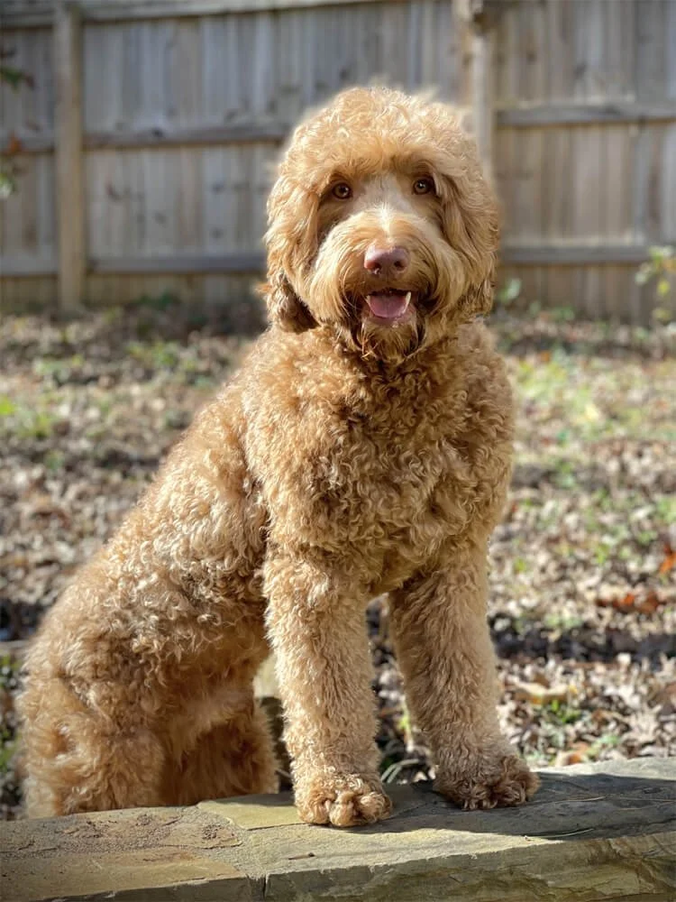Australian Labradoodles Male Breeders — Davis Doodles