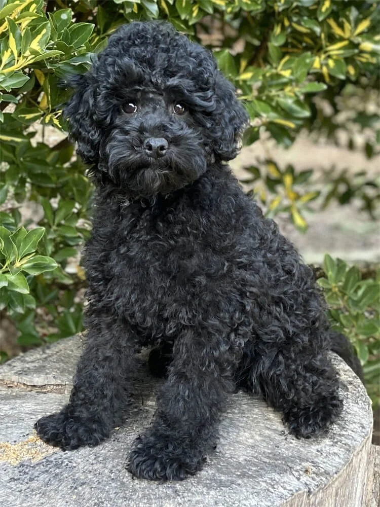 Australian Labradoodles Male Breeders — Davis Doodles