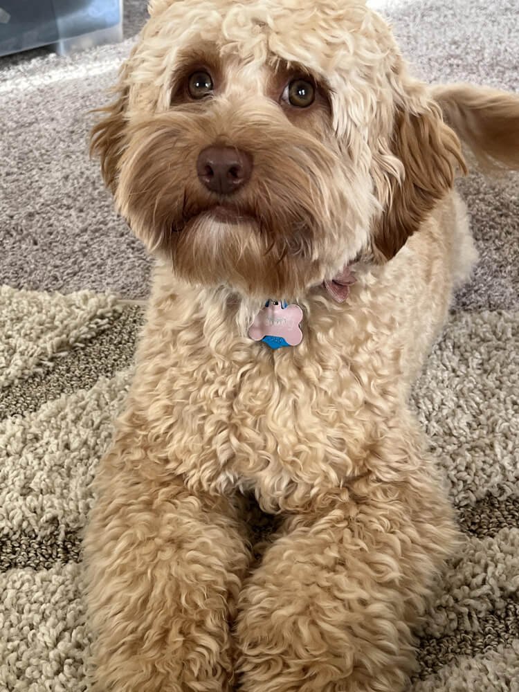 Australian Labradoodles Female Breeders