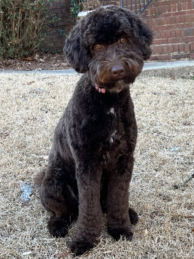 Australian Labradoodles Female Breeders