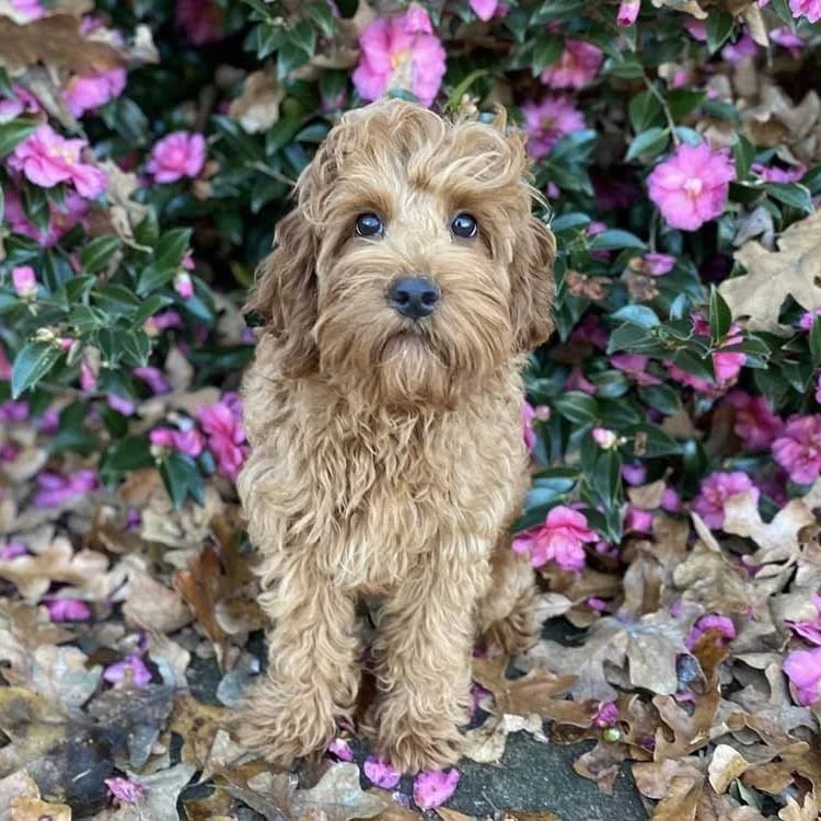 Australian Labradoodle Puppies