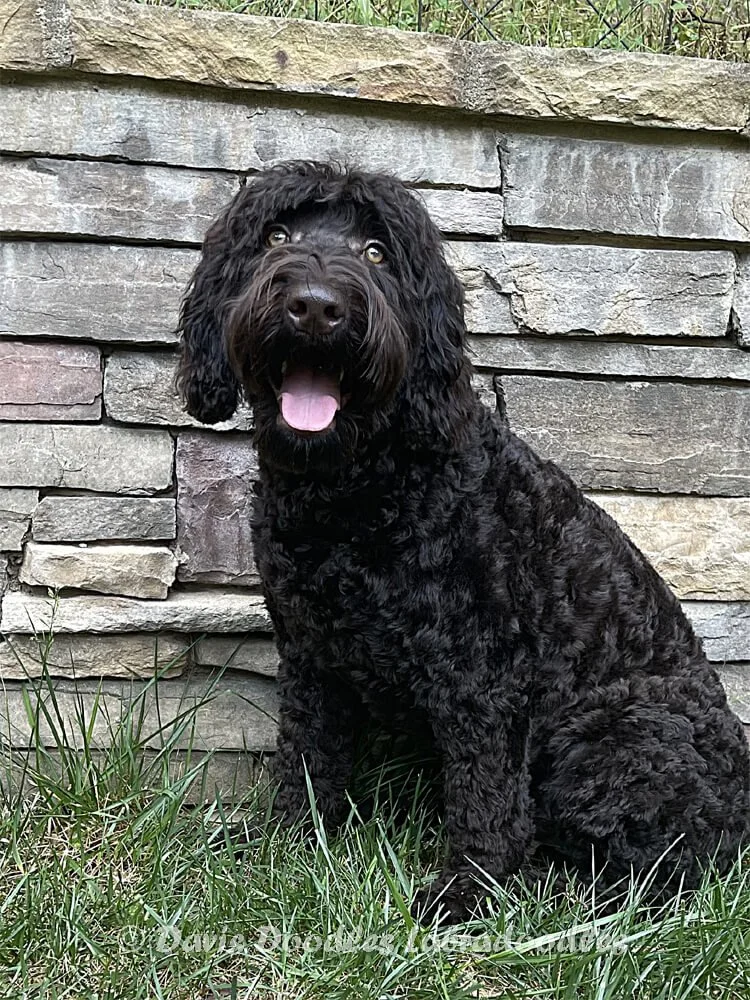 Australian Labradoodles Male Breeders — Davis Doodles