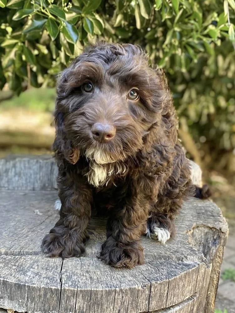 Cobalt "Coby" (chocolate boy - camo collar) - Not Available - Going to live with his forever family in Leesburg, GA
