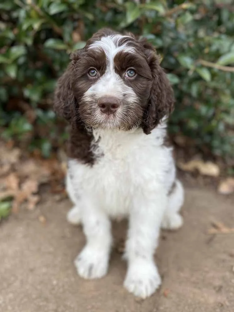 Captain (Blue Boy) - Going to live with his forever family in Naples, FL