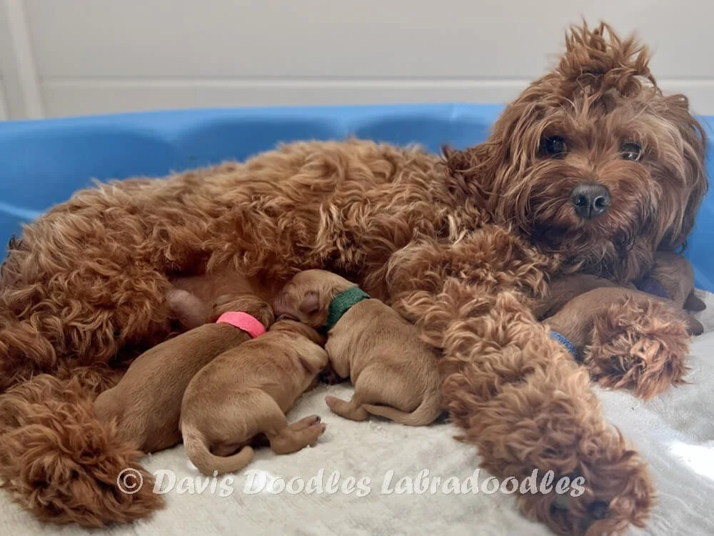 Two Girls, Three Boys - Waiting List is FULL