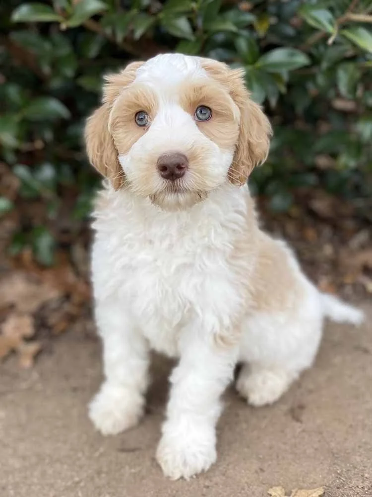 Ollie, an available guardian Australian Labradoodle