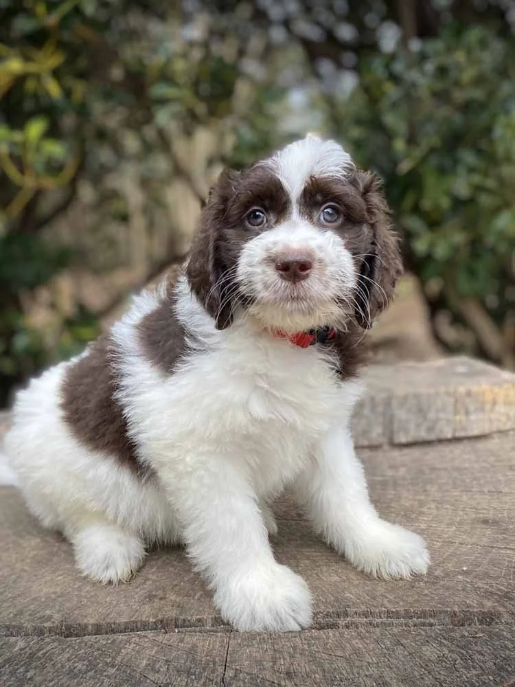 Red Girl - going to be a future Davis Doodles breeding dog