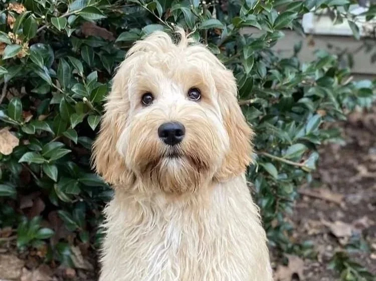Available Australian Labradoodle Dogs