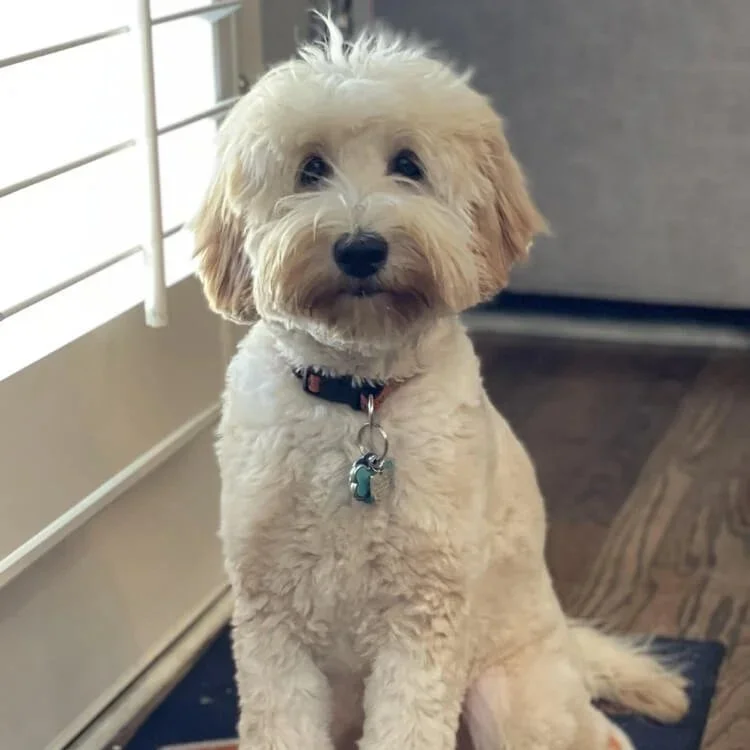 Josie,a medium Australian Labradoodle