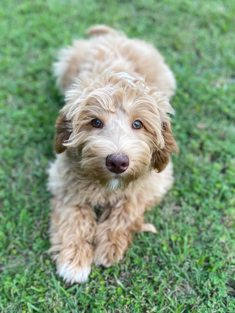 Cornflower "Flower" (caramel girl - yellow collar) - Going to live with her forever family in Marietta, GA