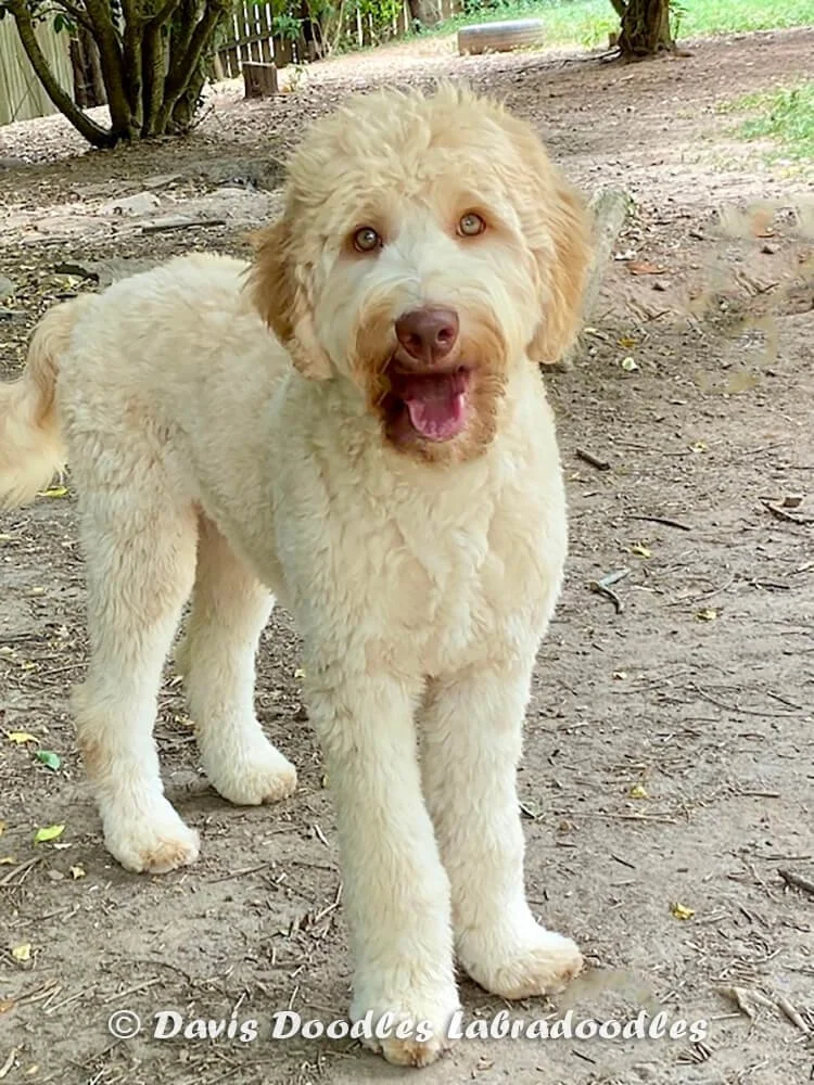 "Olaf" (Orange Collar Boy) - AVAILABLE