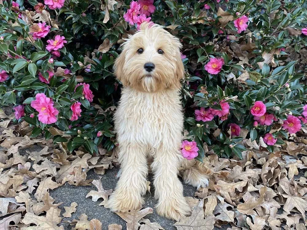 Kingsley (blue boy) - AVAILABLE