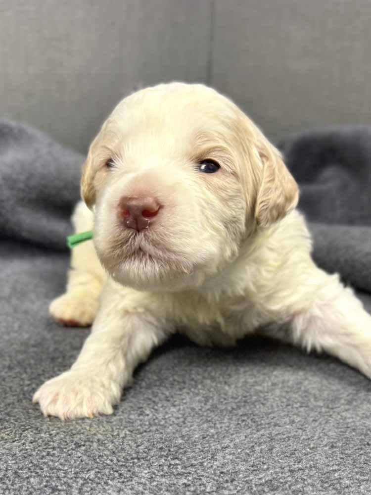 Green Boy (caramel and white parti)