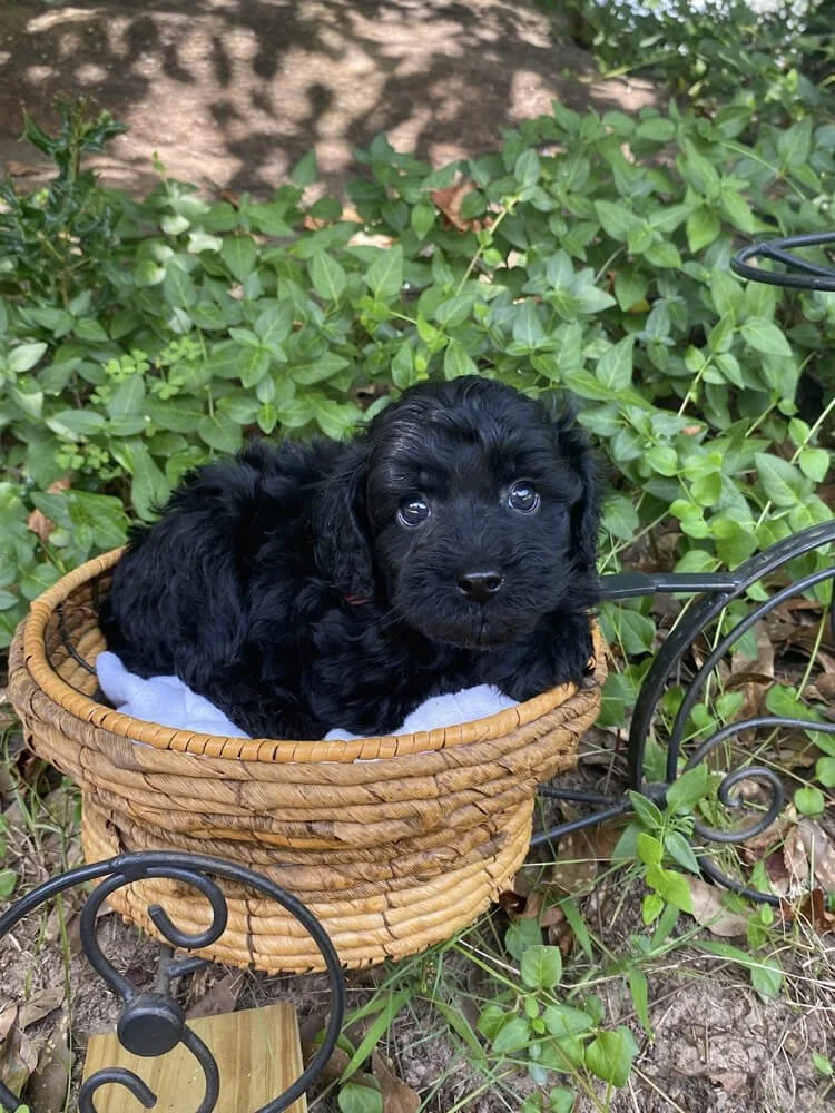 "Hershey" Red Boy (black coat)