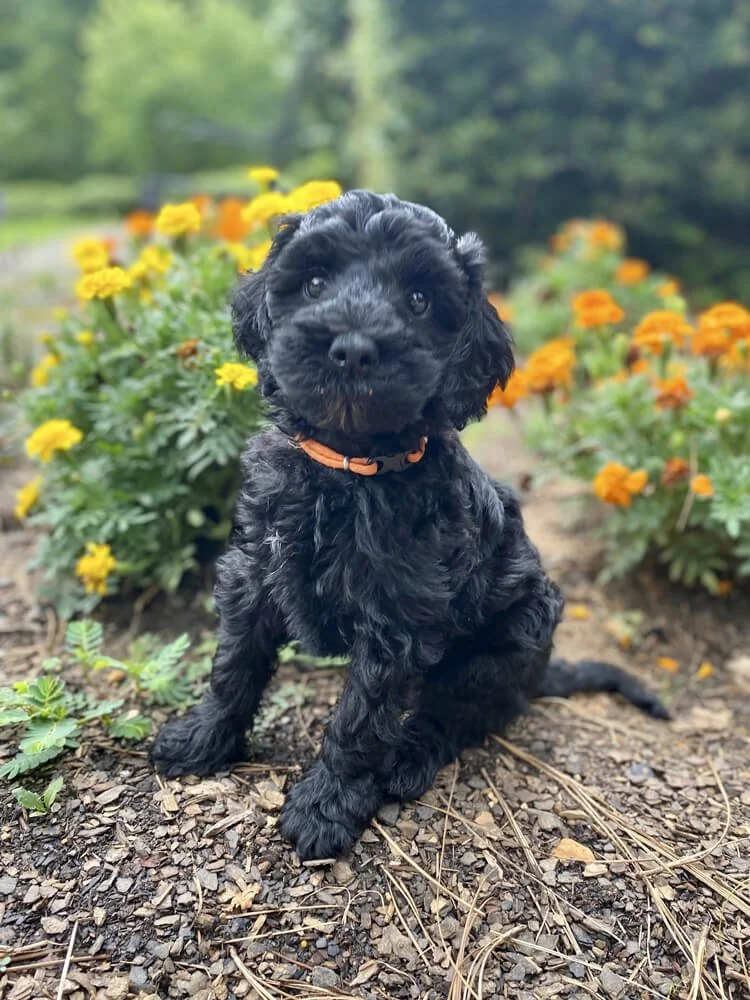 Toblerone "Toby" Orange Boy (black coat) - Going to live with his forever family in Atlanta, GA